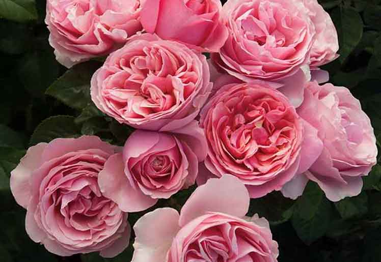 WINCHELSEA OPEN GARDENS June 2023 Winchelsea